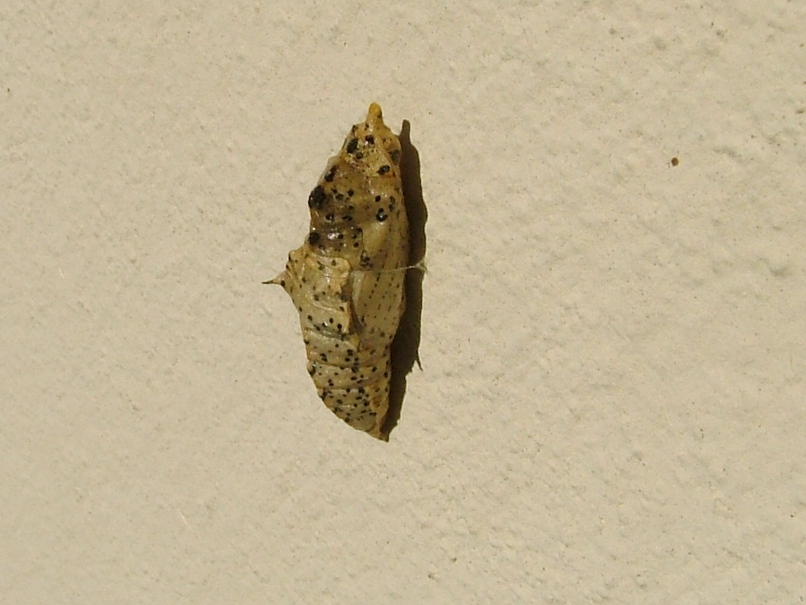 Crisalide di Pieris brassicae e Nemophora degeerella